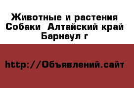 Животные и растения Собаки. Алтайский край,Барнаул г.